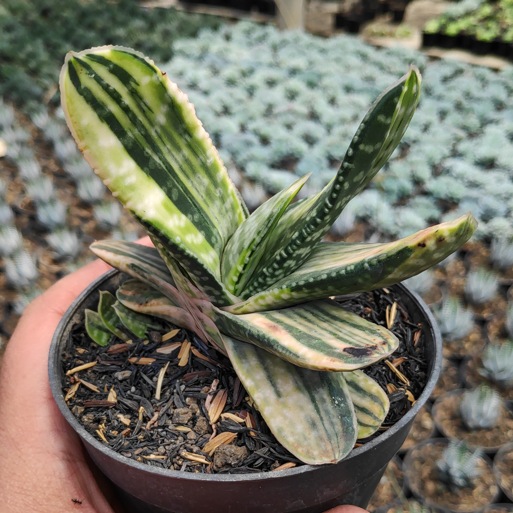 kaktus.id