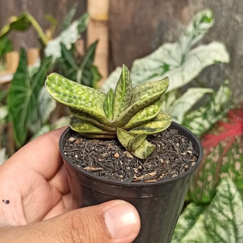 Gasteria Brachyphylla Variegated, real gallery image #2 plants. Picture taken directly from kaktus.id community Gasteria farmer green houses.