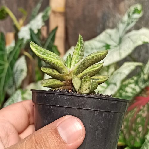 Gasteria Brachyphylla Variegated, real gallery image #5 plants. Picture taken directly from kaktus.id community Gasteria farmer green houses.
