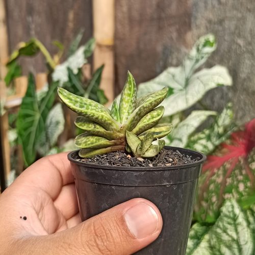 Gasteria Brachyphylla Variegated, real gallery image #6 plants. Picture taken directly from kaktus.id community Gasteria farmer green houses.