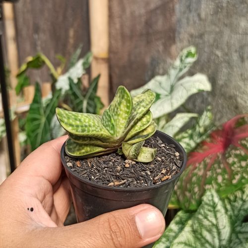 Gasteria Brachyphylla Variegated, real gallery image #7 plants. Picture taken directly from kaktus.id community Gasteria farmer green houses.
