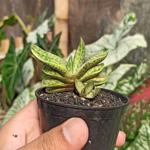 Gasteria Brachyphylla Variegated, real gallery image #4 plants. Picture taken directly from kaktus.id community Gasteria farmer green houses.