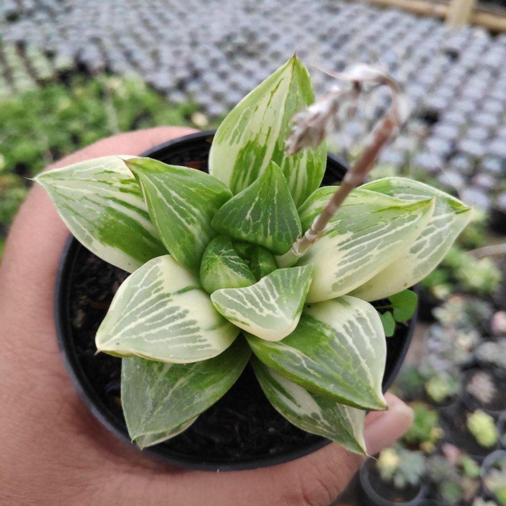 kaktus.id