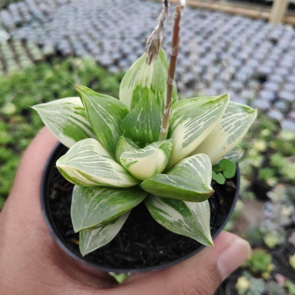 kaktus.id