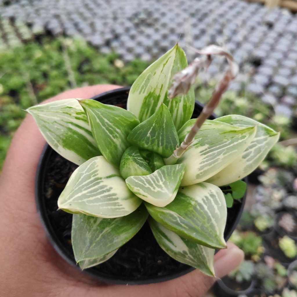 kaktus.id