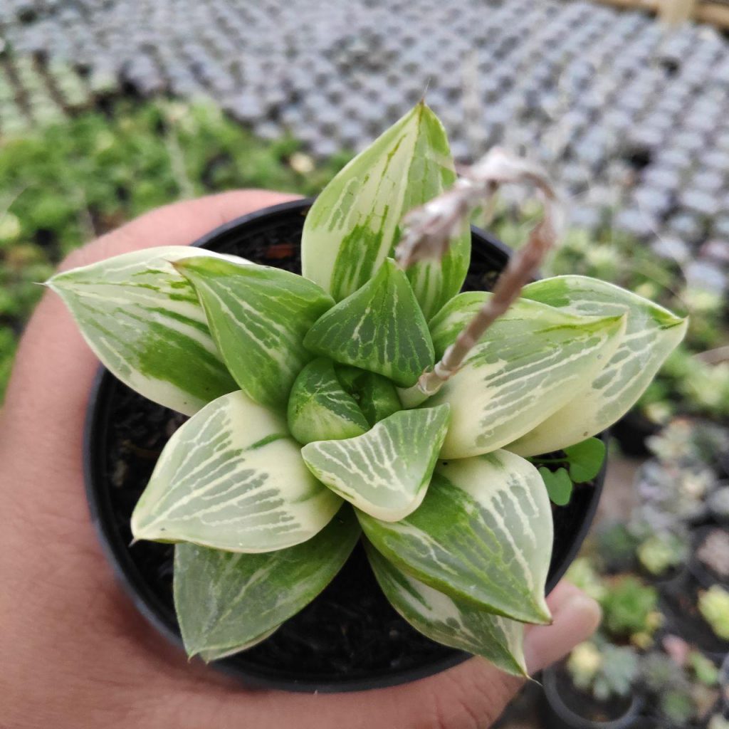 kaktus.id