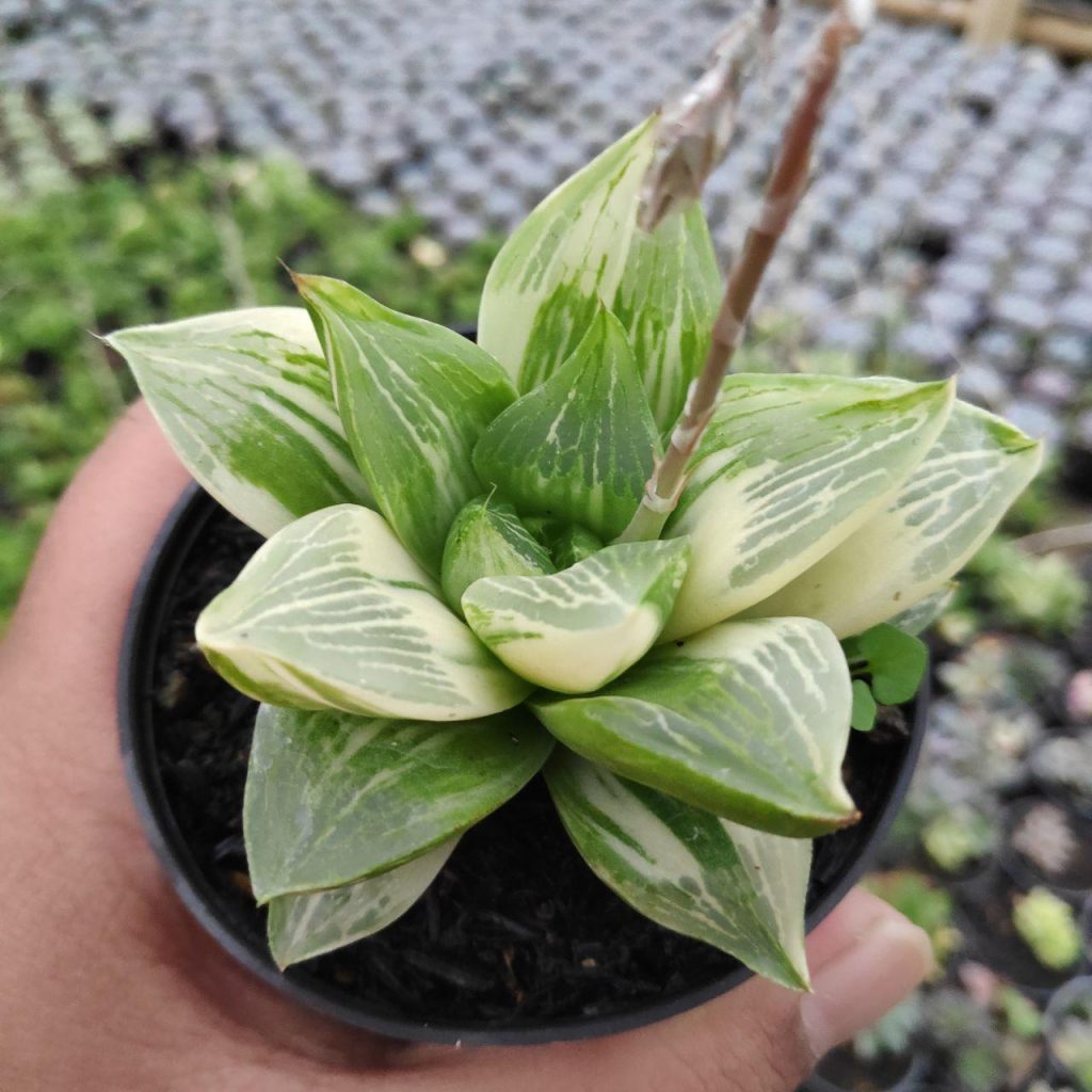 kaktus.id