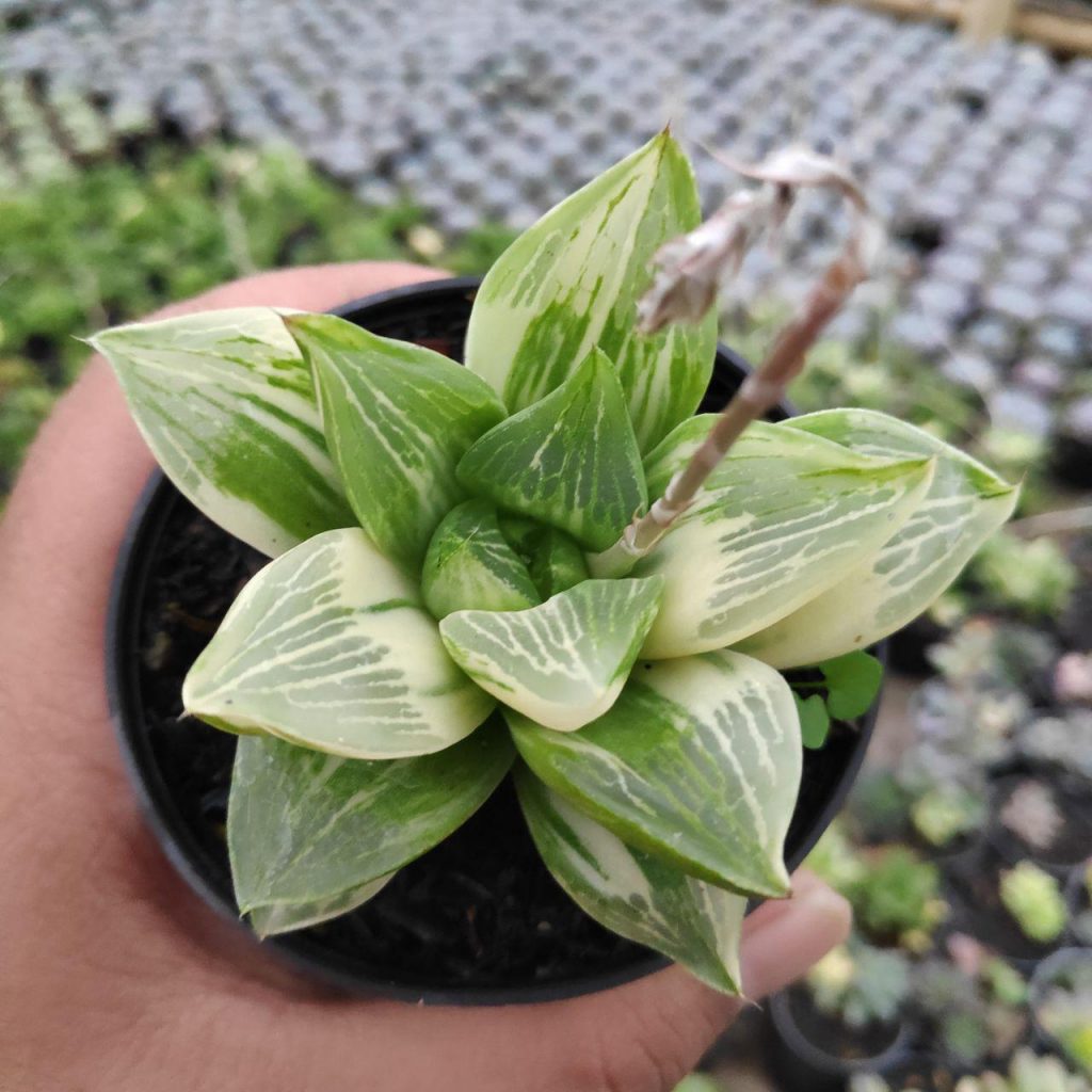 kaktus.id