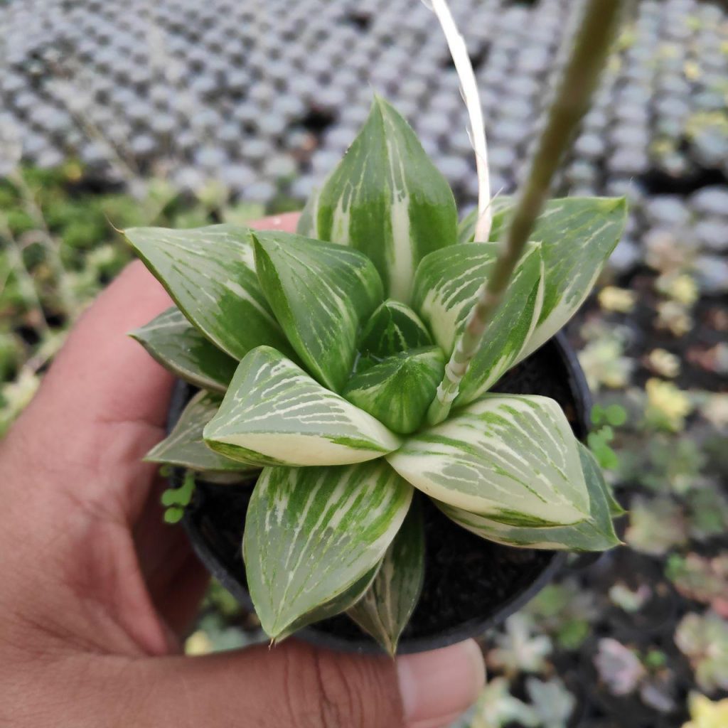 kaktus.id