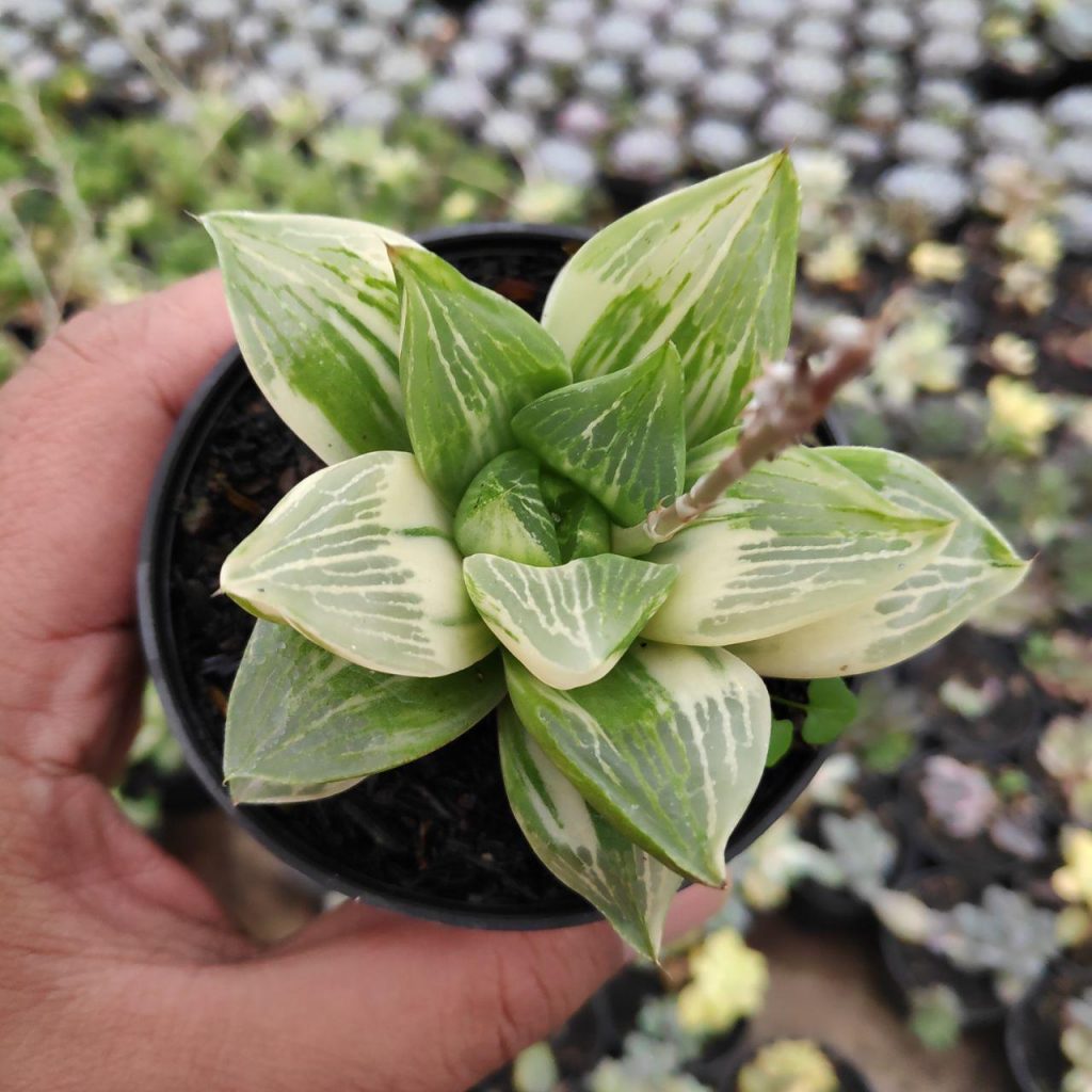 kaktus.id