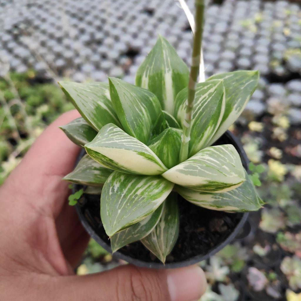 kaktus.id