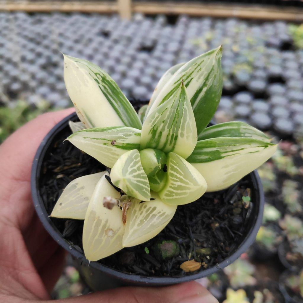 kaktus.id