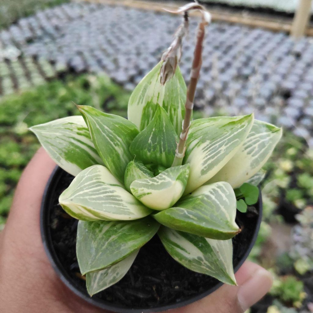 kaktus.id