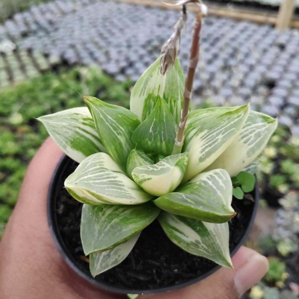 kaktus.id