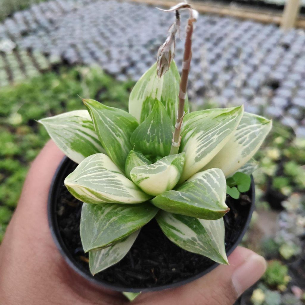 kaktus.id