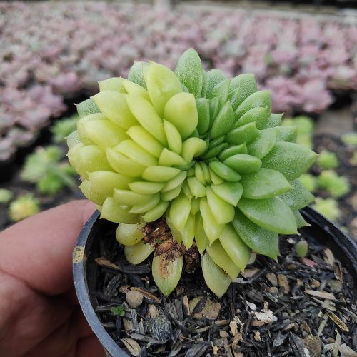 Echeveria Gilva Cristata Variegated, real gallery image #7 plants. Picture taken directly from kaktus.id community Echeveria farmer green houses.