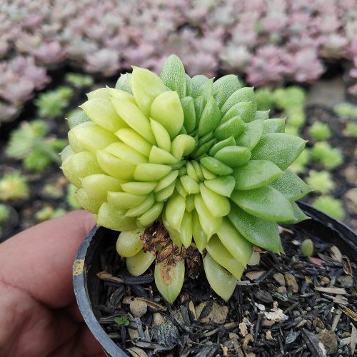 Echeveria Gilva Cristata Variegated, real gallery image #6 plants. Picture taken directly from kaktus.id community Echeveria farmer green houses.