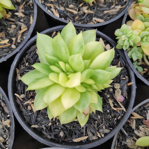 Echeveria Gilva Cristata Variegated, real gallery image #3 plants. Picture taken directly from kaktus.id community Echeveria farmer green houses.