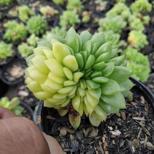 Echeveria Gilva Cristata Variegated, real gallery image #4 plants. Picture taken directly from kaktus.id community Echeveria farmer green houses.