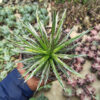 Agave Filifera, real gallery image #2 plants. Picture taken directly from kaktus.id community Agave farmer green houses.