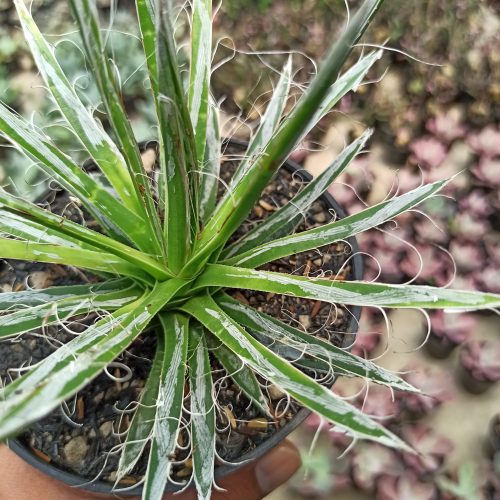 Agave Filifera, real gallery image #4 plants. Picture taken directly from kaktus.id community Agave farmer green houses.
