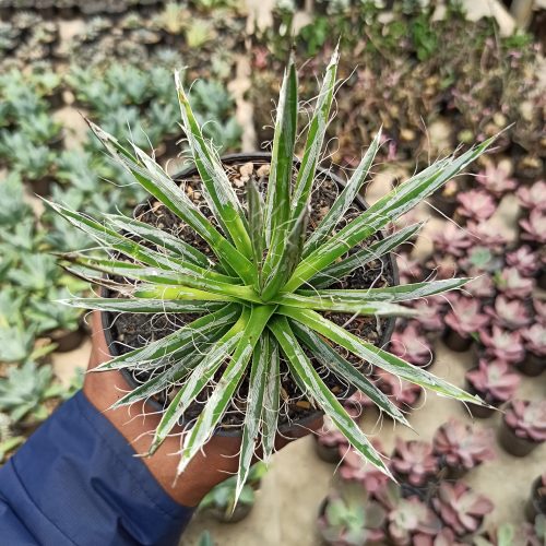 Agave Filifera, real gallery image #3 plants. Picture taken directly from kaktus.id community Agave farmer green houses.