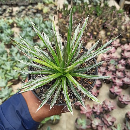 Agave Filifera, real gallery image #5 plants. Picture taken directly from kaktus.id community Agave farmer green houses.