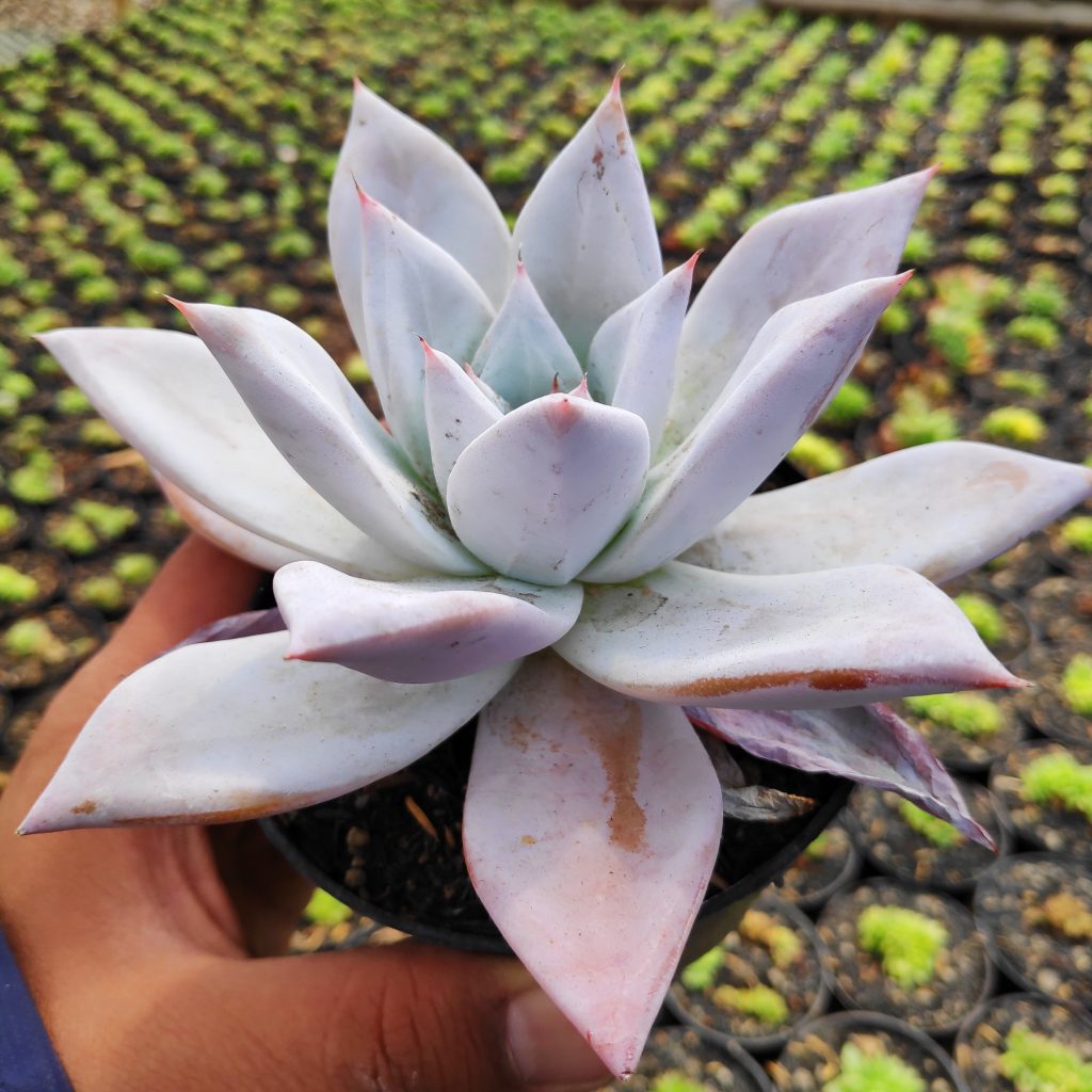 kaktus.id