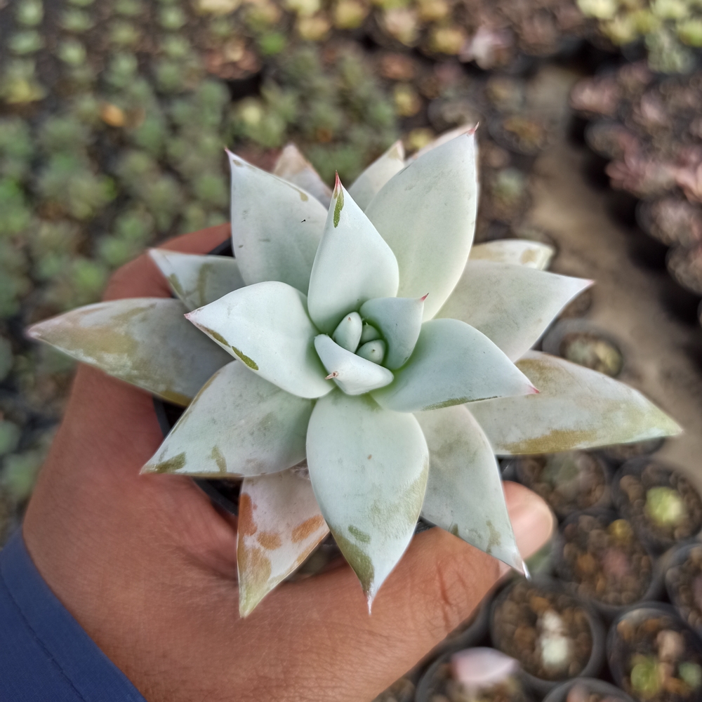 kaktus.id