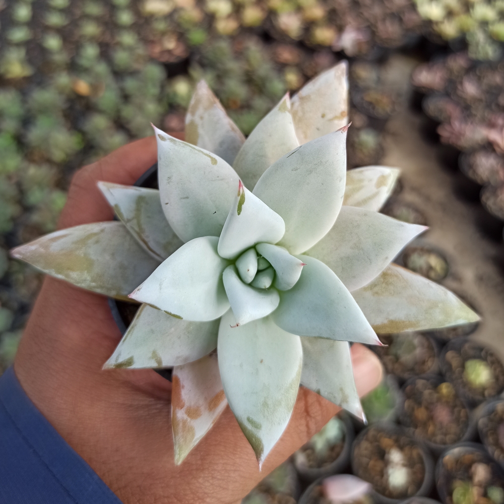 kaktus.id