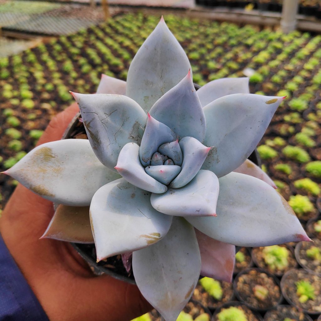 kaktus.id