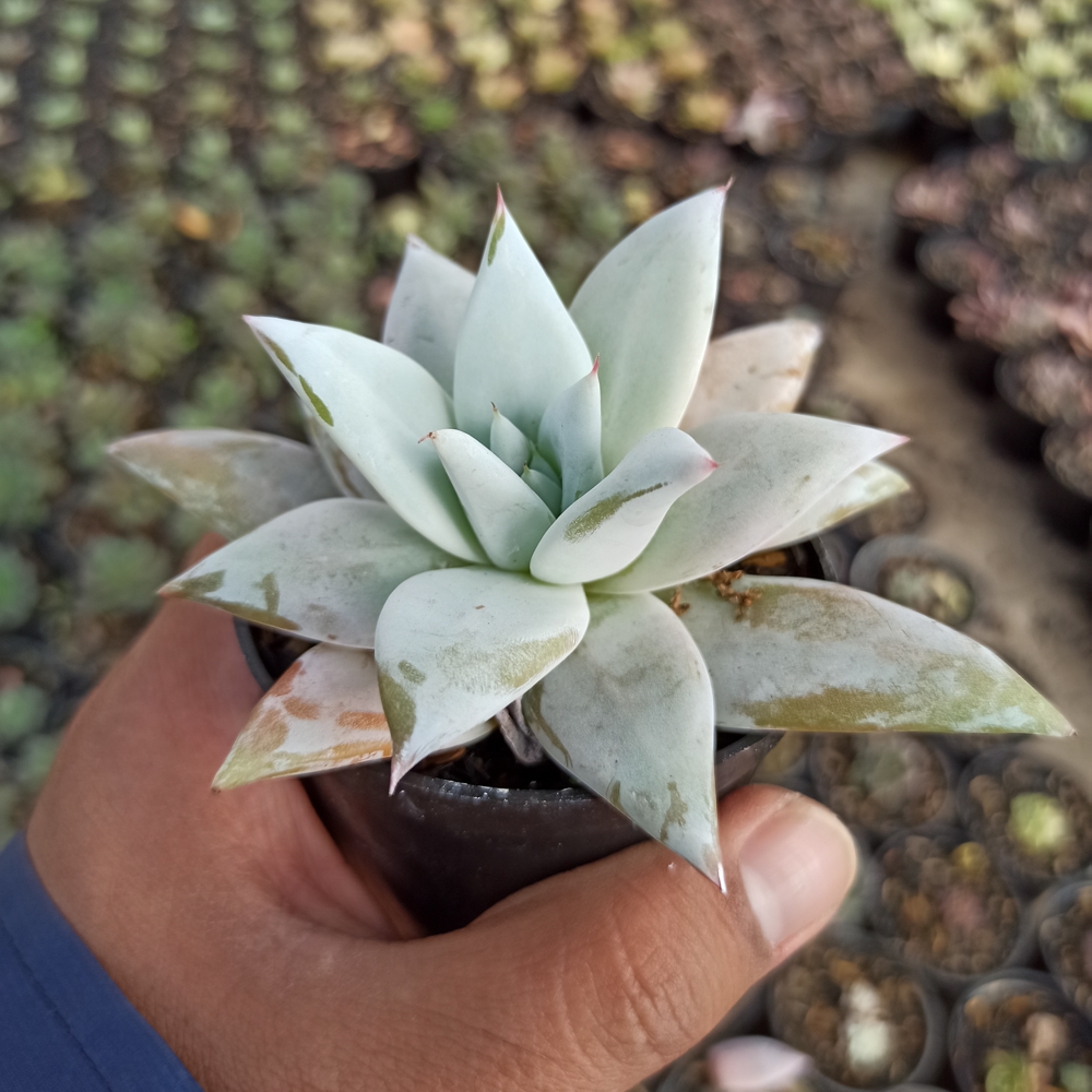 kaktus.id