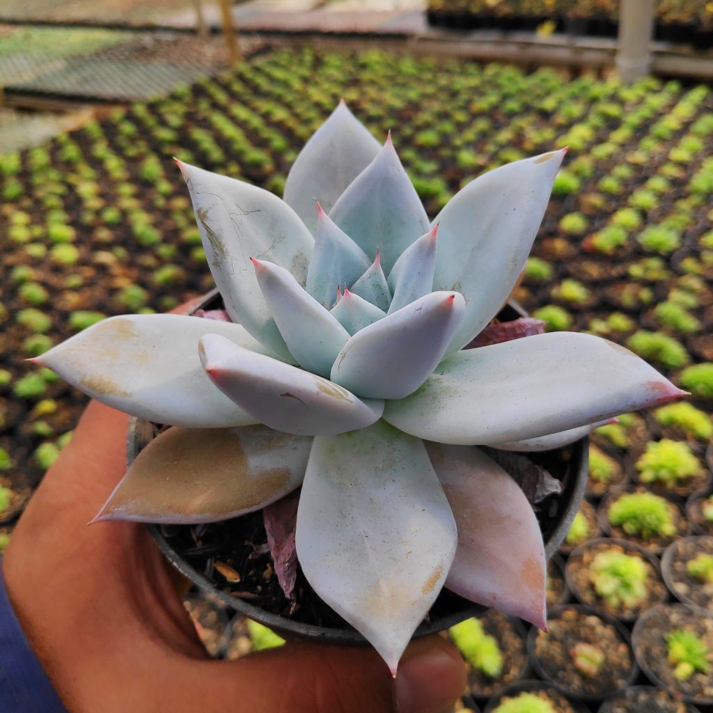 kaktus.id