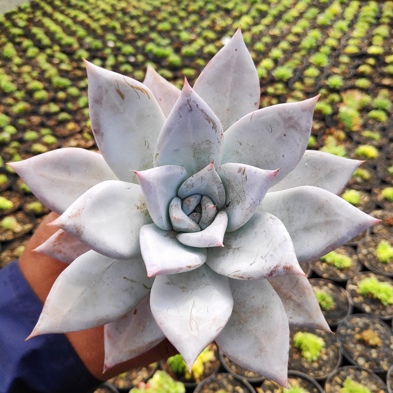 083. Echeveria Mexican Giant (1)