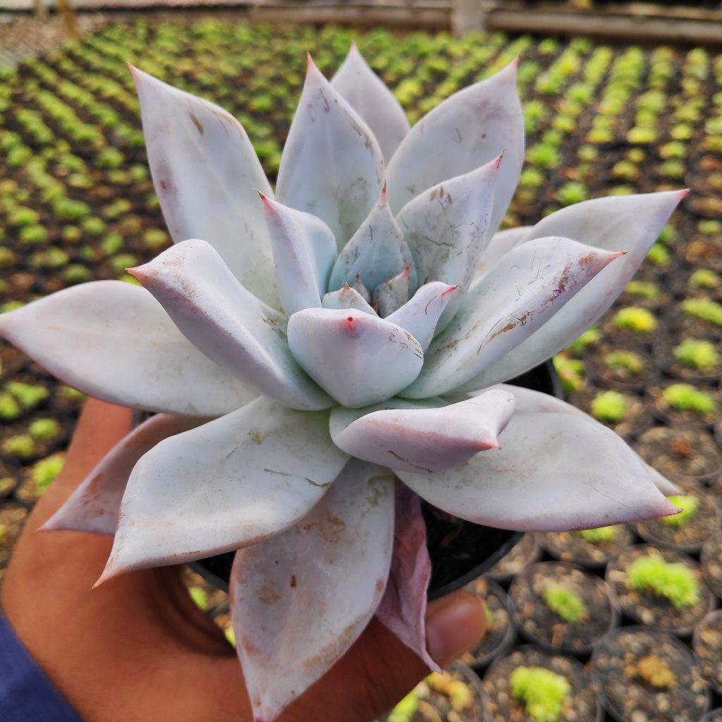 kaktus.id