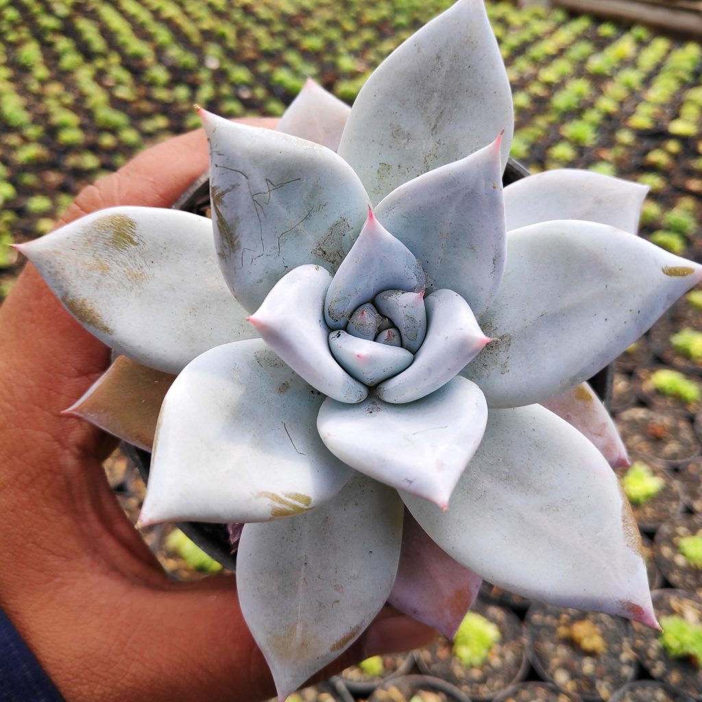 kaktus.id