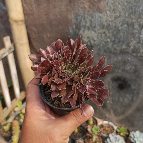 Aeonium Arboreum Atropurpureum Forma Cristata, real gallery image #3 plants. Picture taken directly from kaktus.id community Aeonium farmer green houses.