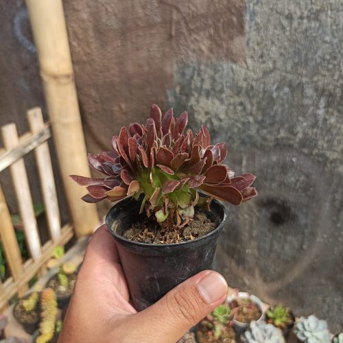 Aeonium Arboreum Atropurpureum Forma Cristata, real gallery image #4 plants. Picture taken directly from kaktus.id community Aeonium farmer green houses.
