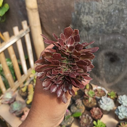 Aeonium Arboreum Atropurpureum Forma Cristata, real gallery image #5 plants. Picture taken directly from kaktus.id community Aeonium farmer green houses.