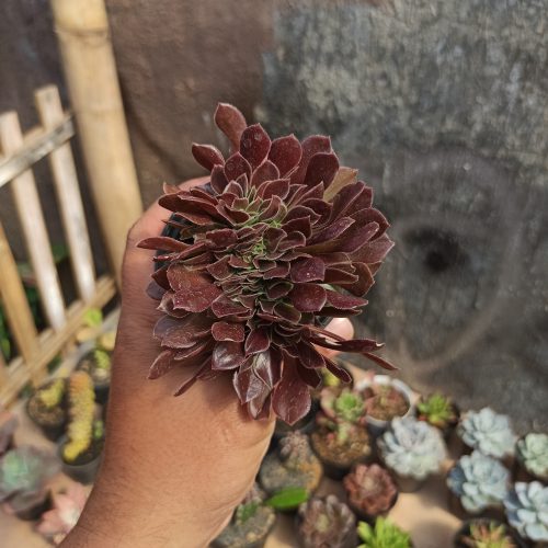 Aeonium Arboreum Atropurpureum Forma Cristata, real gallery image #2 plants. Picture taken directly from kaktus.id community Aeonium farmer green houses.