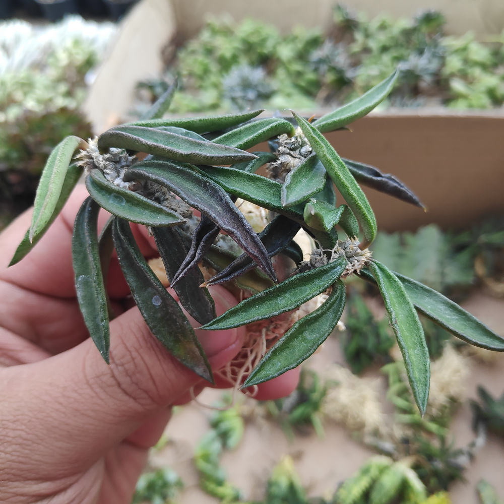 kaktus.id