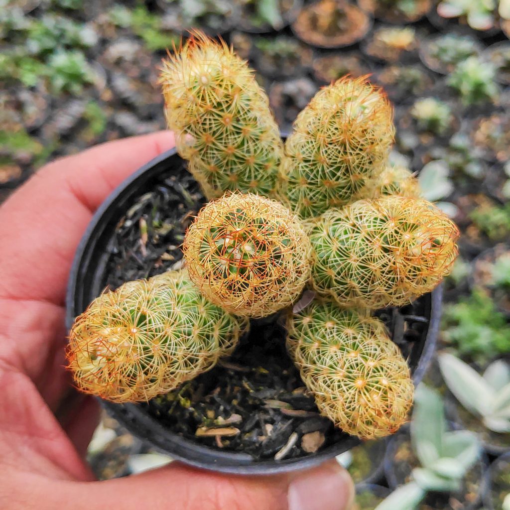 kaktus.id