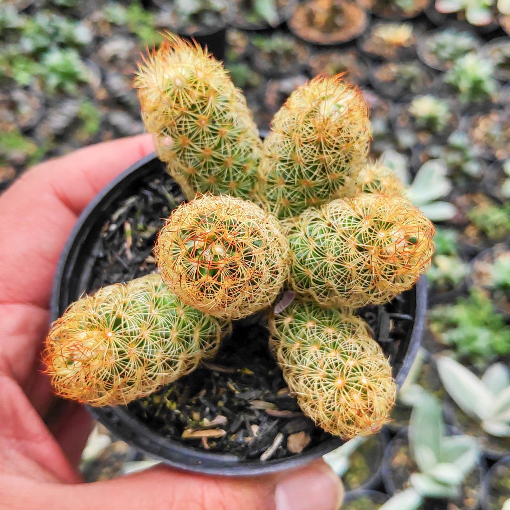 kaktus.id