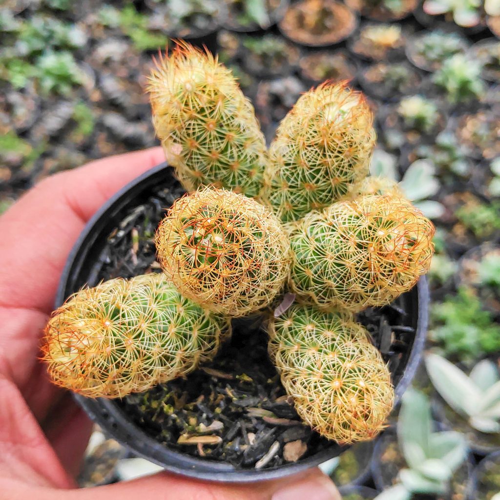 kaktus.id