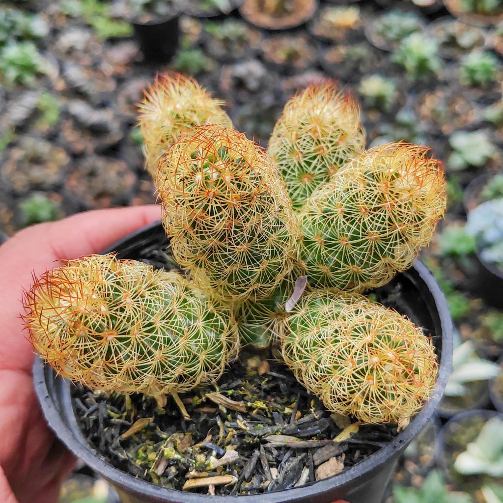 kaktus.id