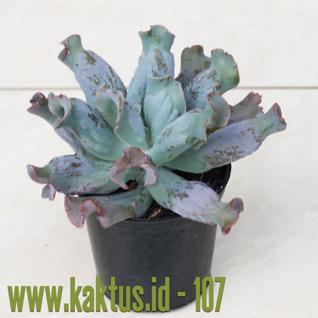 kaktus.id