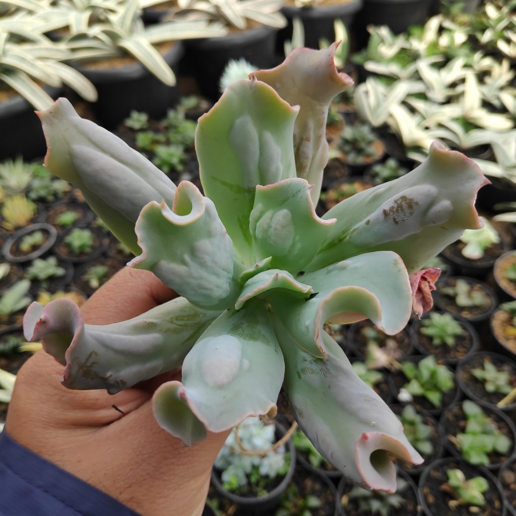 kaktus.id