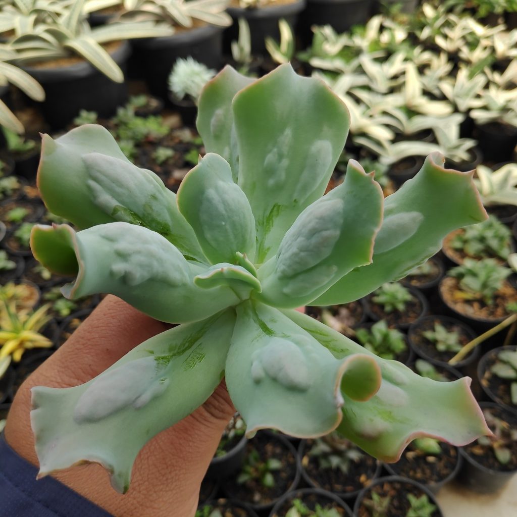 kaktus.id