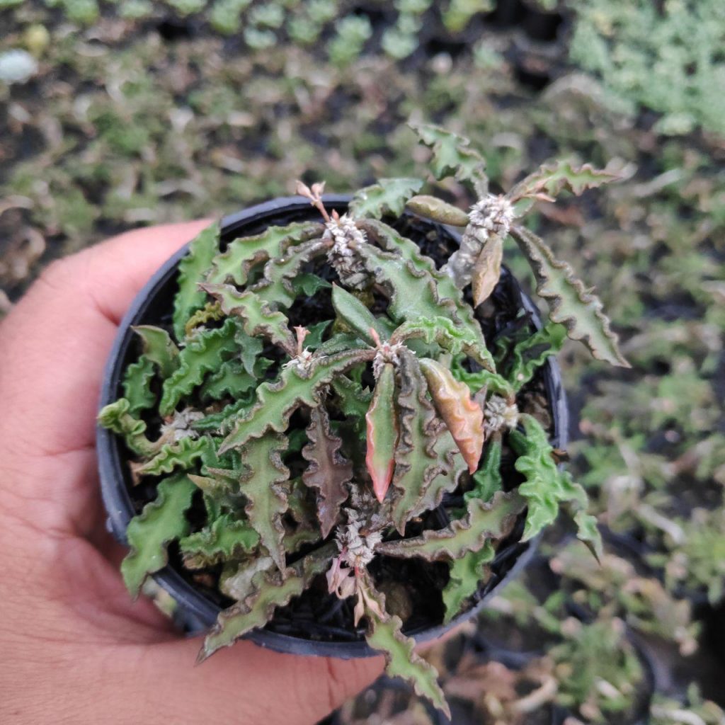 kaktus.id