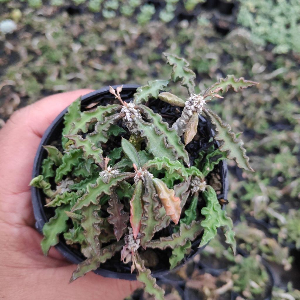 kaktus.id